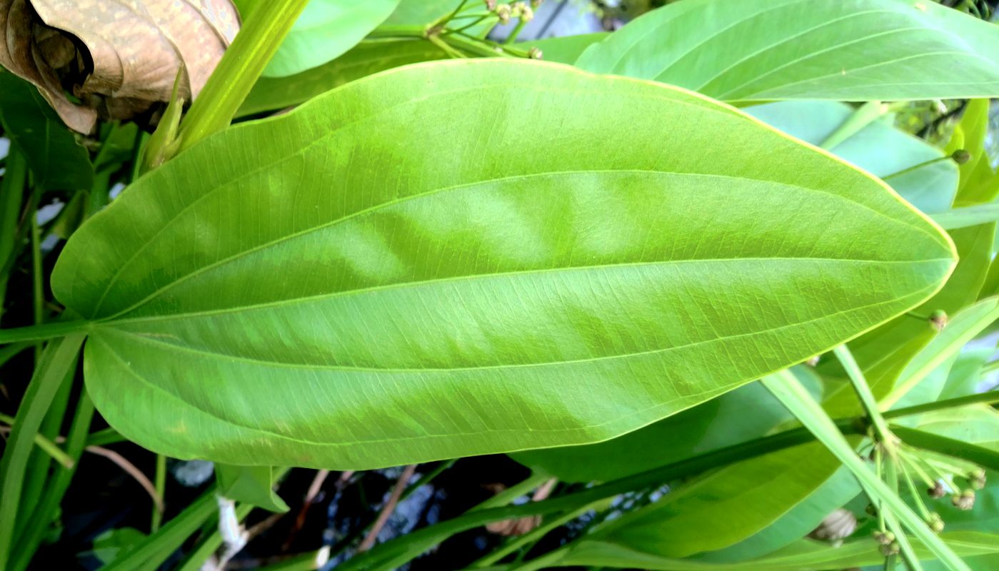 Image of Echinodorus major specimen.