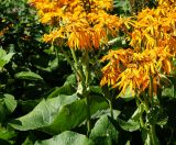 Ligularia dentata