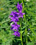 Campanula latifolia. Верхушка побега с соцветием. Адыгея, Фишт-Оштеновский массив, гора Оштен, ≈ 2200 м н.у.м., субальпийский луг. 06.07.2017.