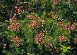 Peltophorum pterocarpum. Верхушки ветвей плодоносящего дерева. Малайзия, о-в Пенанг, окр. г. Джорджтаун, в культуре. 07.05.2017.