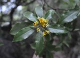 genus Pittosporum. Верхушка ветви с соцветием. Китай, Гуанси-Чжуанский автономный р-н, окр. г. Яншо, склон Лунного холма. 06.04.2015.