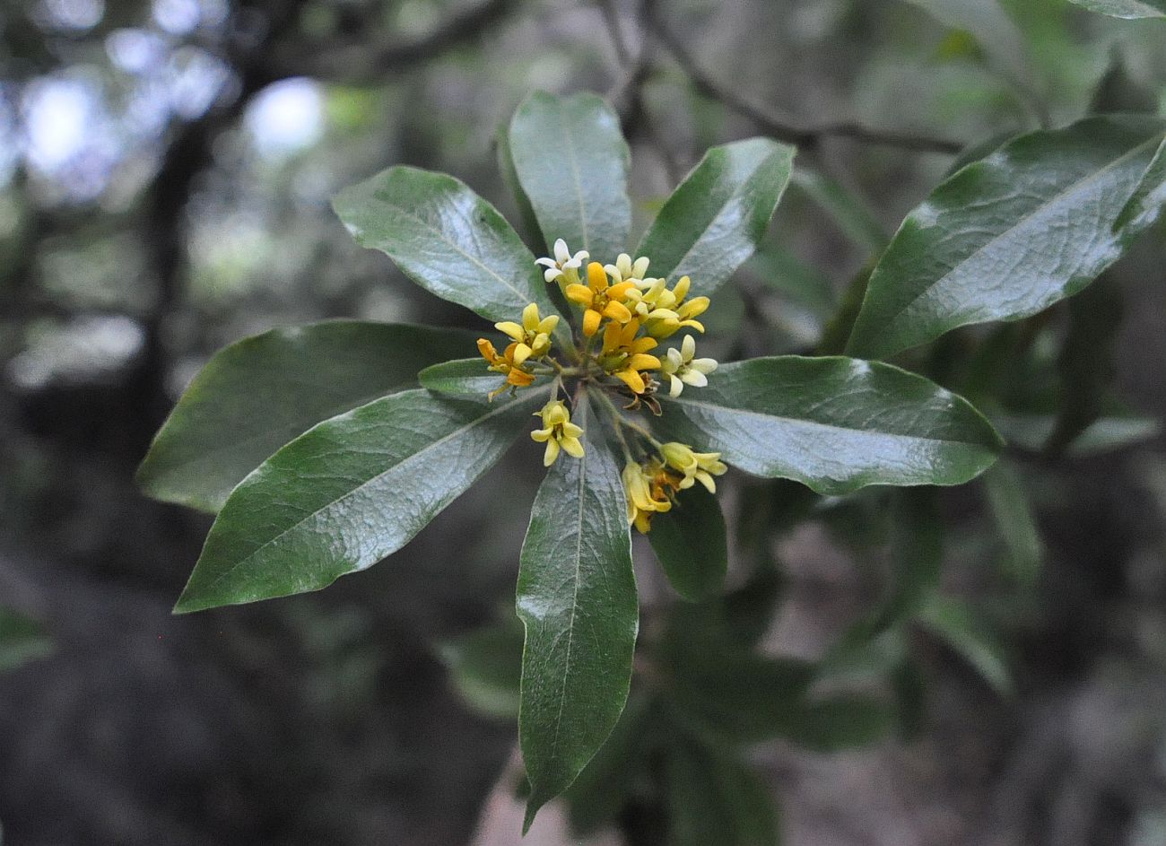 Image of genus Pittosporum specimen.