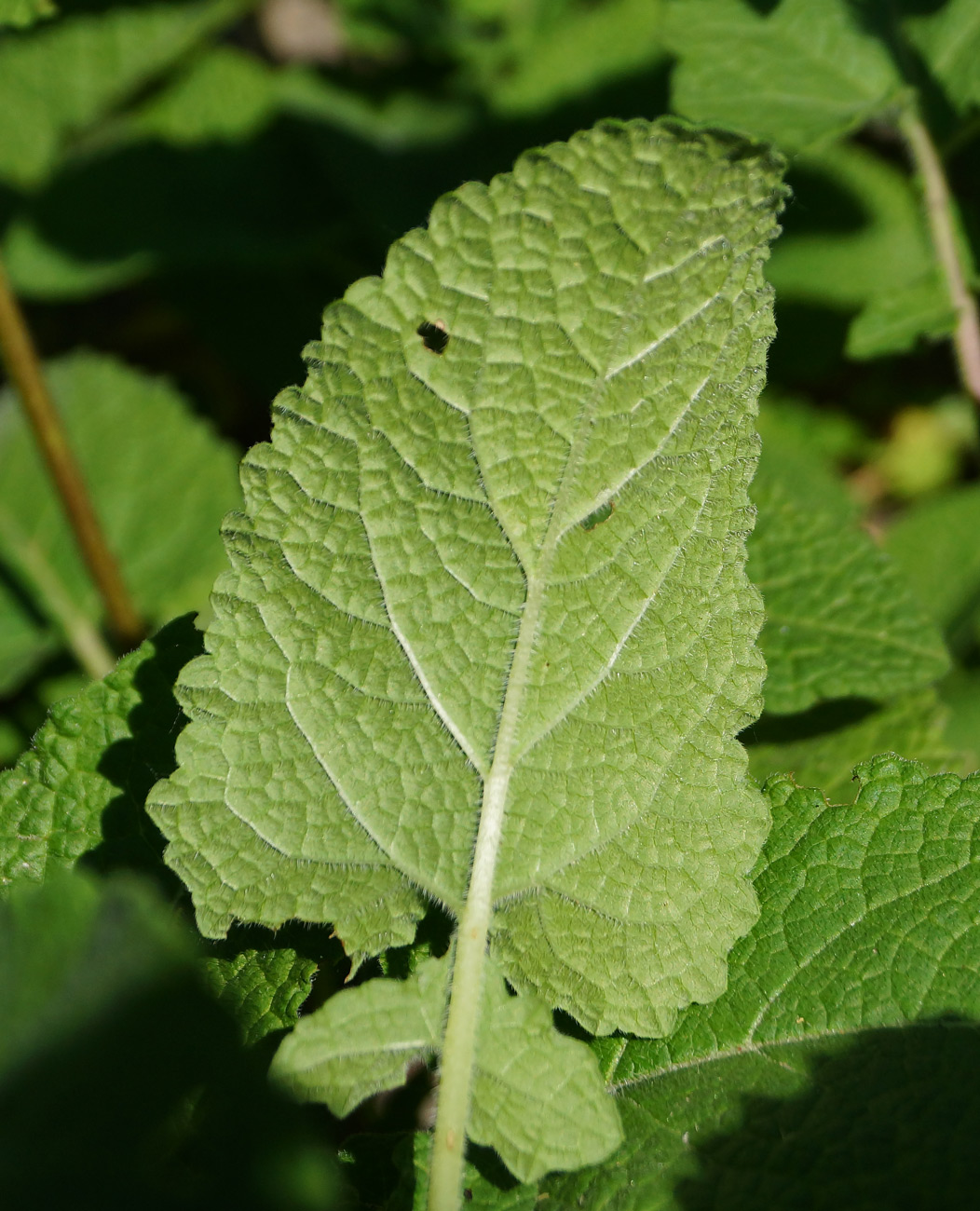 Изображение особи Salvia verticillata.