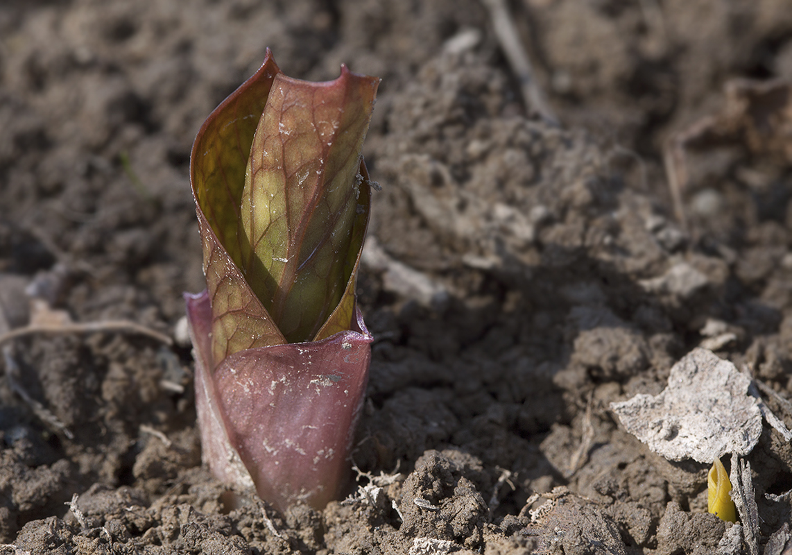 Изображение особи Cardiocrinum cordatum.