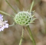 genus Knautia