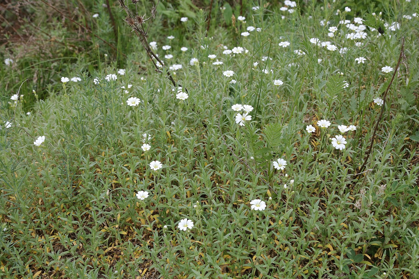 Image of Cerastium arvense specimen.