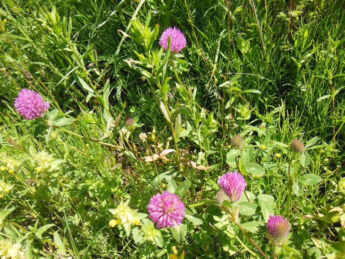 Изображение особи Trifolium pratense.