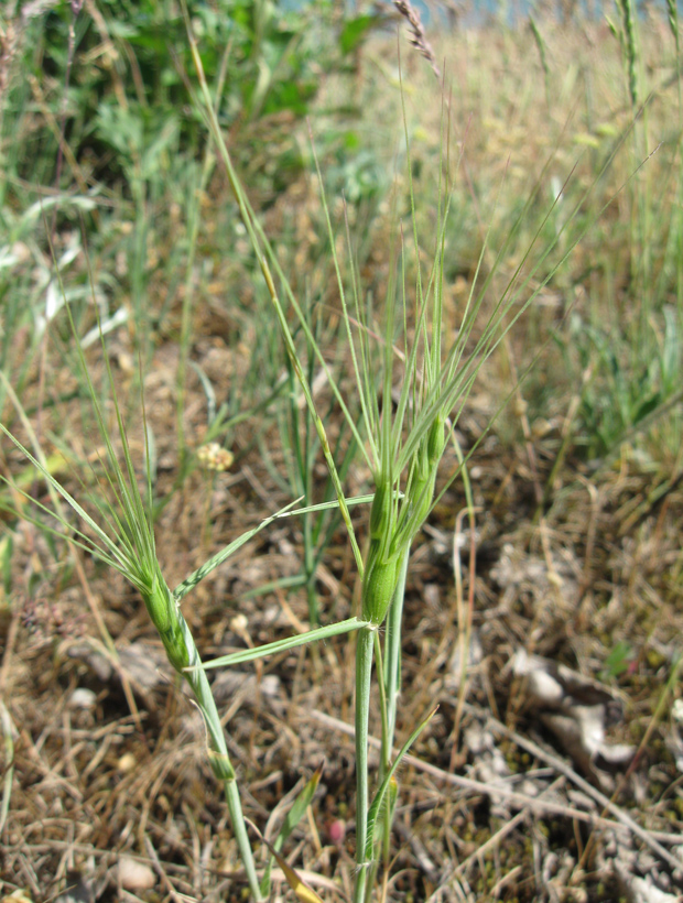 Изображение особи Aegilops ovata.