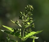 Lysimachia vulgaris