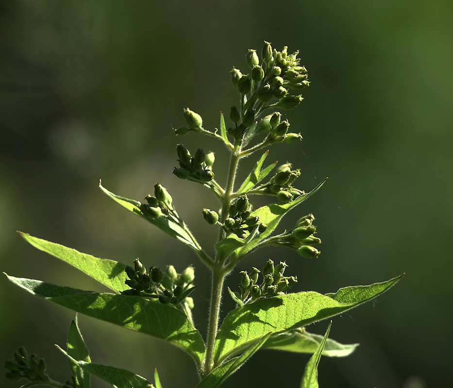 Изображение особи Lysimachia vulgaris.