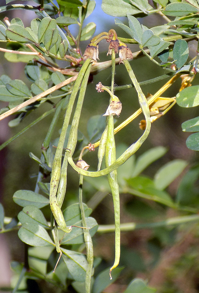 Изображение особи Hippocrepis emeroides.