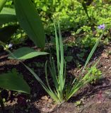 Sisyrinchium septentrionale. Цветущее и плодоносящее растение. Пермский край, г. Пермь, Мотовилихинский р-н, клумба вдоль пешеходной дорожки. 04.07.2018.