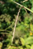 Elymus caninus