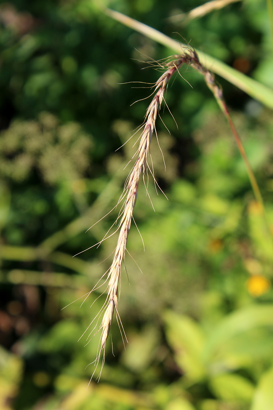 Изображение особи Elymus caninus.