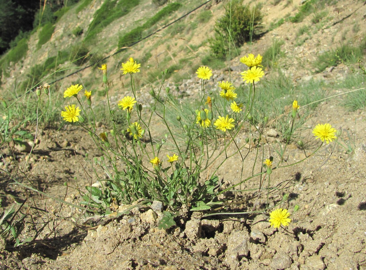 Image of Crepis pulchra specimen.