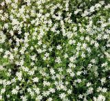 genus Stellaria. Цветущее растение. Республика Саха (Якутия), Момский р-н, горная система Черского, хр. Улахан-Чистай, высокогорный массив Буордах, окр. оз. Кытын-Кюэль. 21.07.2012.