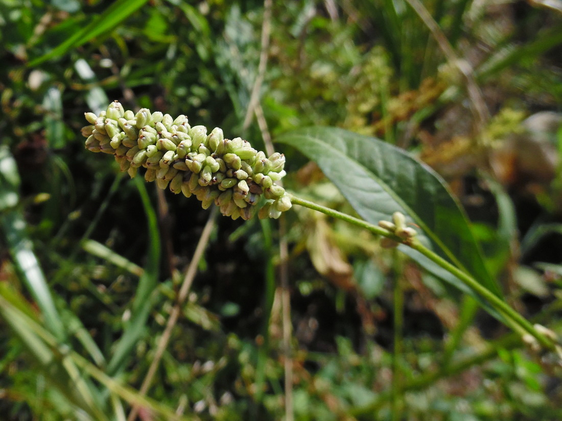 Image of Persicaria scabra specimen.