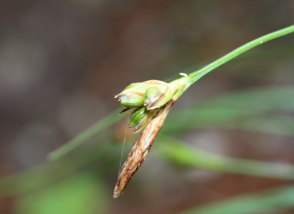 Image of Carex schkuhrii specimen.