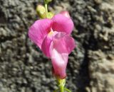 Antirrhinum majus. Цветок. Черногория, г. Херцег-Нови (Herceg Novi), Старый город, на ступенях каменной лестницы. Июль 2018 г.