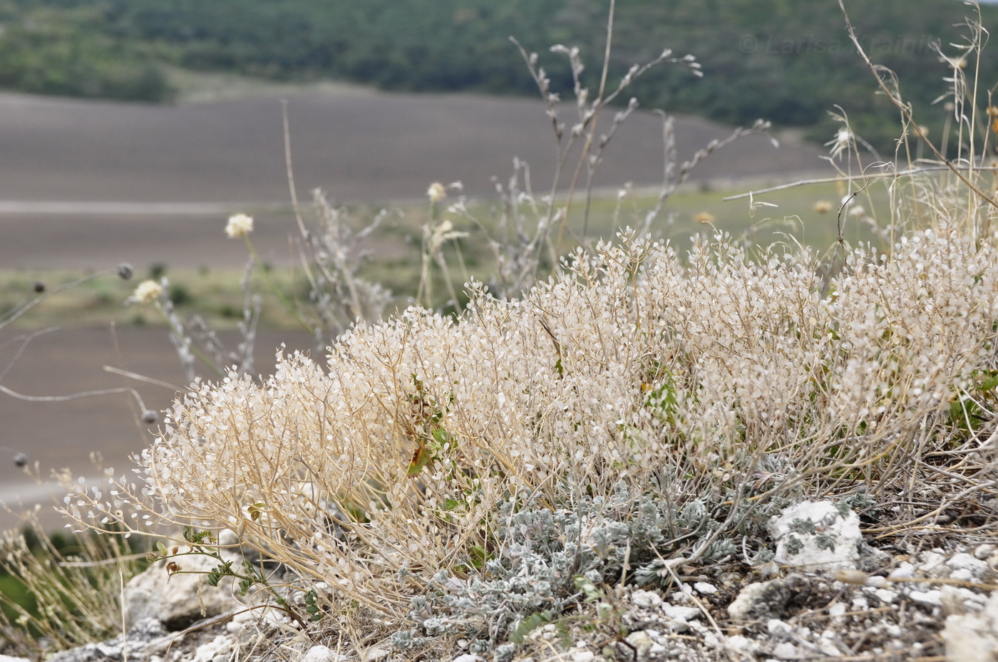 Изображение особи Odontarrhena obtusifolia.