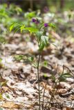 Lathyrus vernus. Цветущее растение. Псковская обл., Пустошкинский р-н, берег озера, лиственный лес (в составе Betula, Populus tremula, Sorbus aucuparia, Acer platanoides, Tilia cordata, Quercus robur). 04.05.2018.