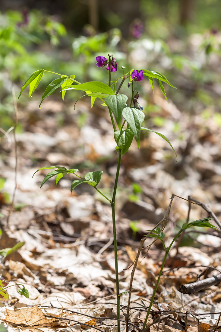 Изображение особи Lathyrus vernus.