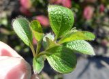 genus Salix. Листья. Чукотка, Чаунский р-н, окр. г. Певек, склон сопки Певек, щебнистая тундра. 12.06.2018.