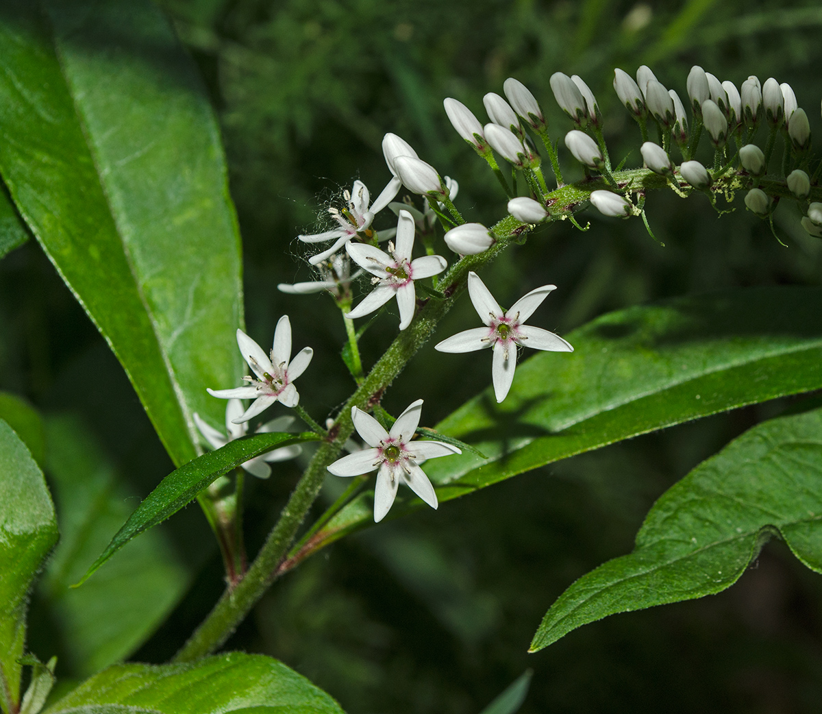 Image of Lysimachia clethroides specimen.