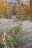 Artemisia absinthium. Цветущее растение. Санкт-Петербург, Кронштадтский р-н; о-в Котлин, форт \"Шанец\", южная батарея, край бетонного бруствера. 21.10.2018.