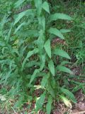 Erysimum aureum