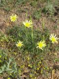 Tragopogon pusillus