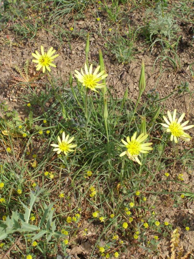 Изображение особи Tragopogon pusillus.