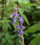 Galega orientalis. Соцветие. Карачаево-Черкесия, окр. пос. Нижний Архыз, Нижне-Архызский историко-архитектурный и археологический комплекс, луг. 12.09.2018.