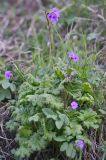 Primula kaufmanniana