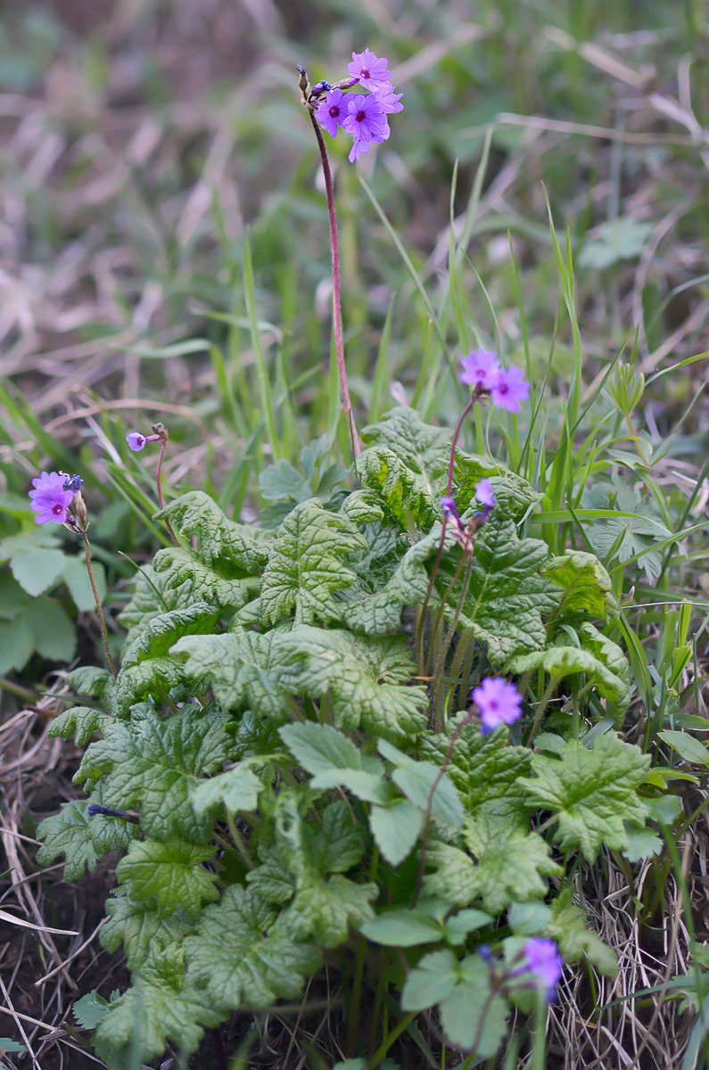 Image of Primula kaufmanniana specimen.