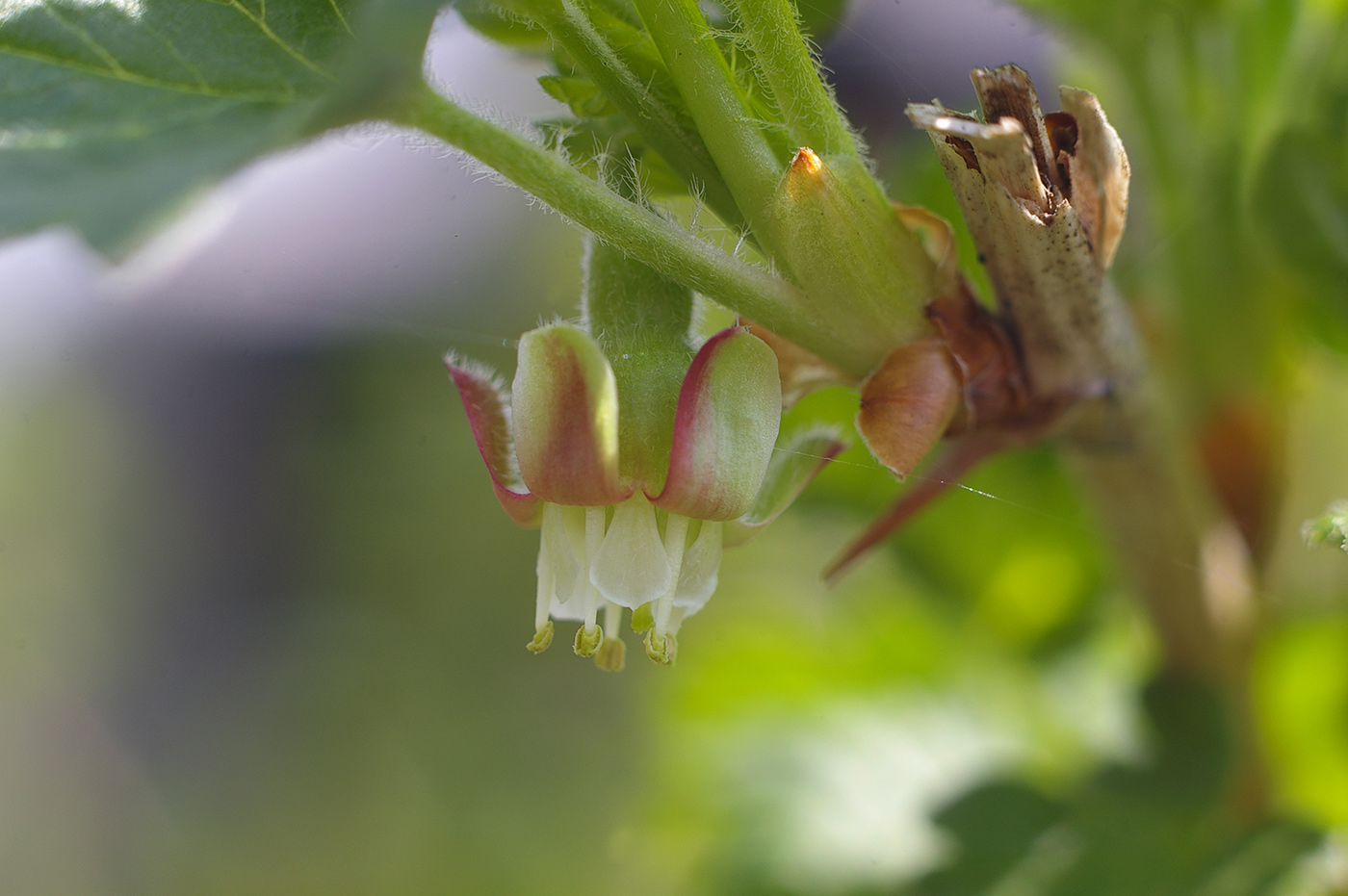 Изображение особи Grossularia uva-crispa.