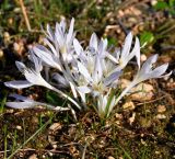 Colchicum pusillum