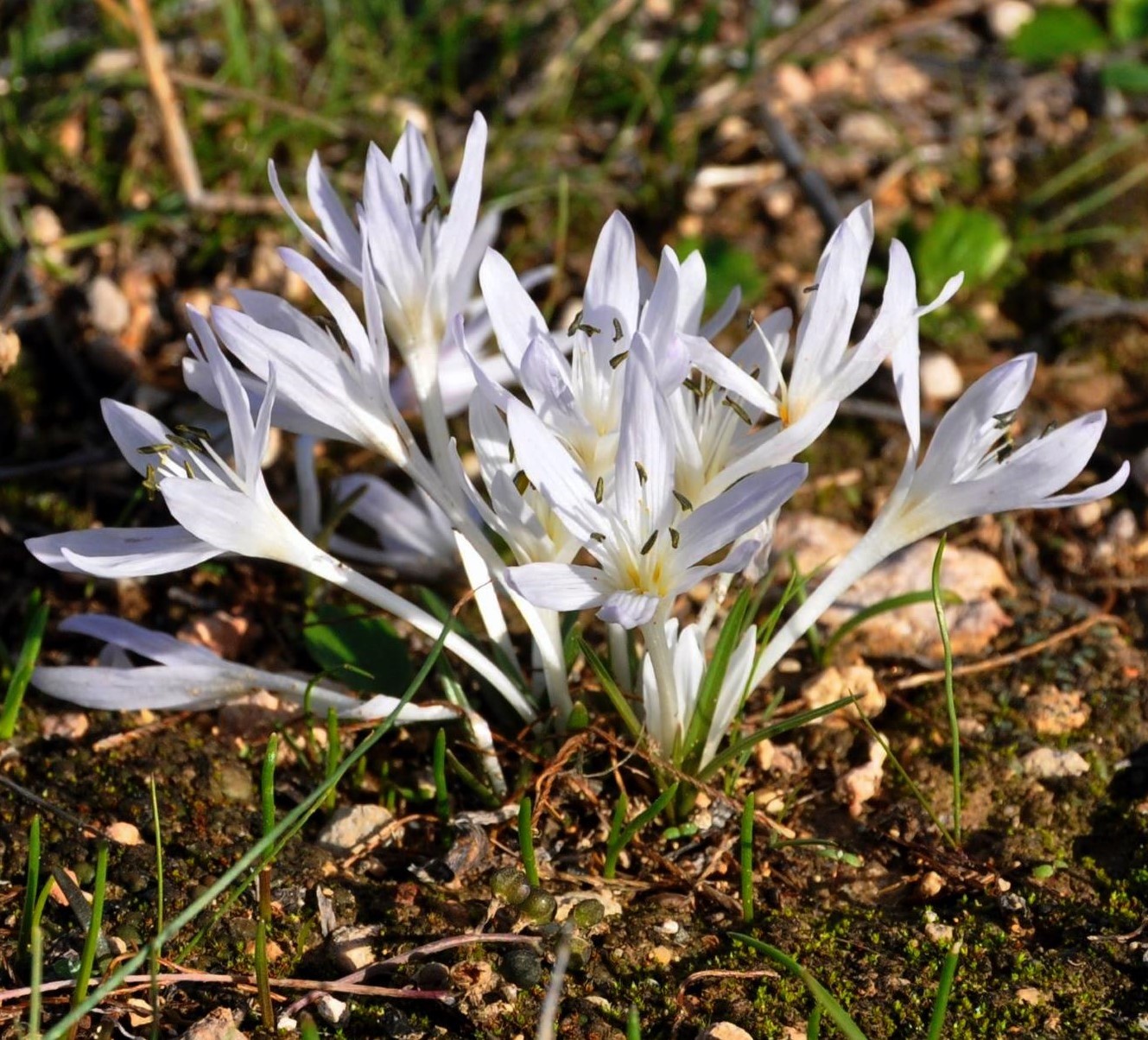 Изображение особи Colchicum pusillum.