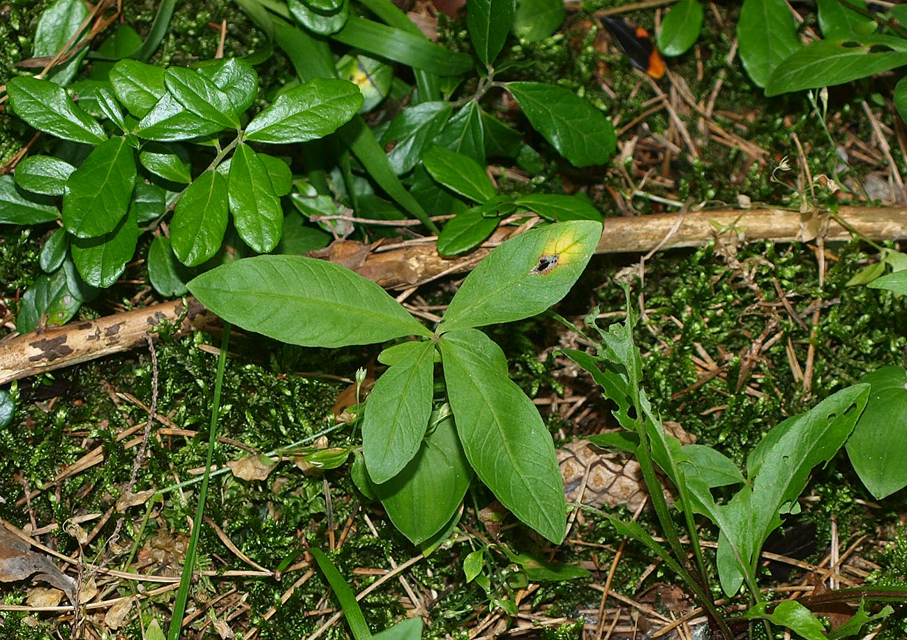 Изображение особи Trientalis europaea.