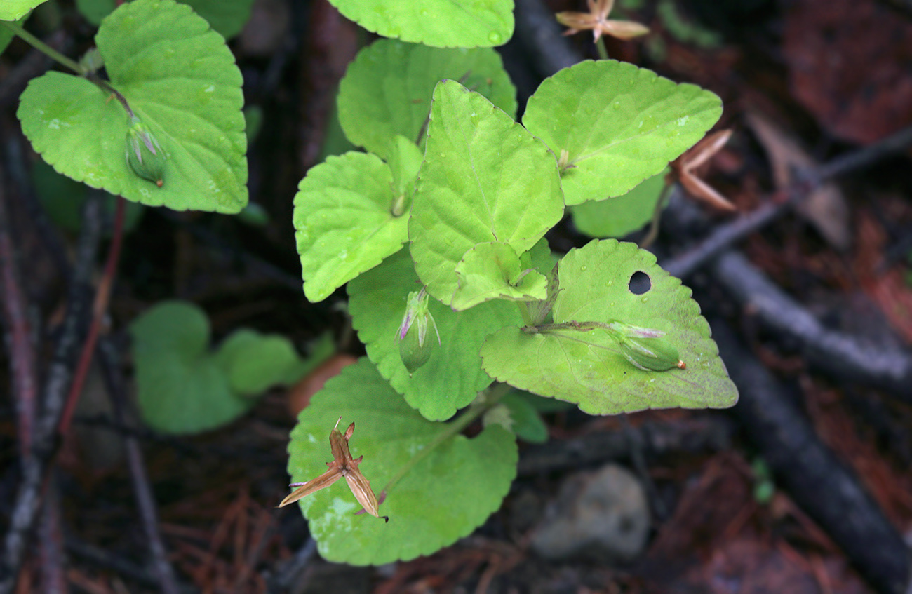 Image of Viola verecunda specimen.