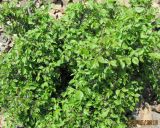 Ulmus minor