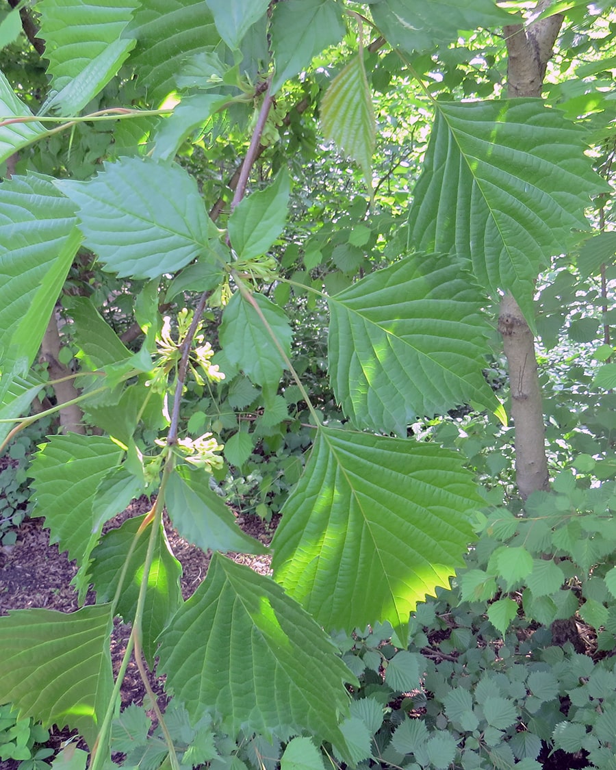 Изображение особи Euptelea polyandra.