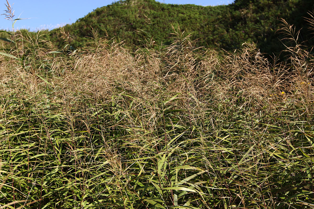 Image of Phragmites japonicus specimen.