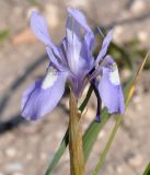 Moraea sisyrinchium