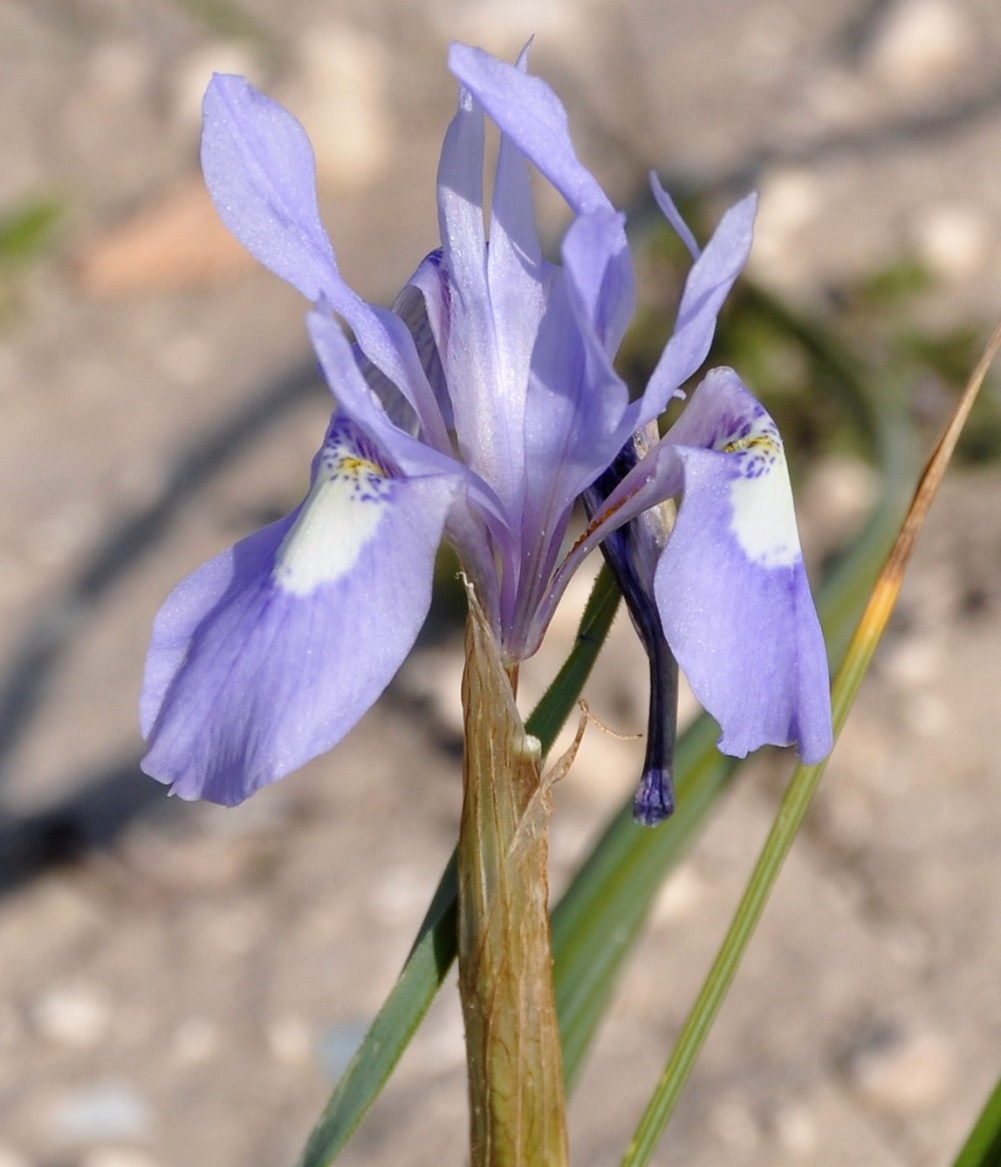 Изображение особи Moraea sisyrinchium.