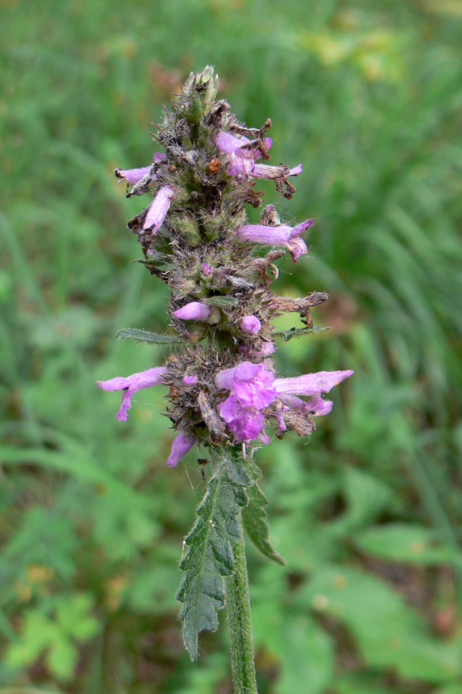 Изображение особи Betonica officinalis.