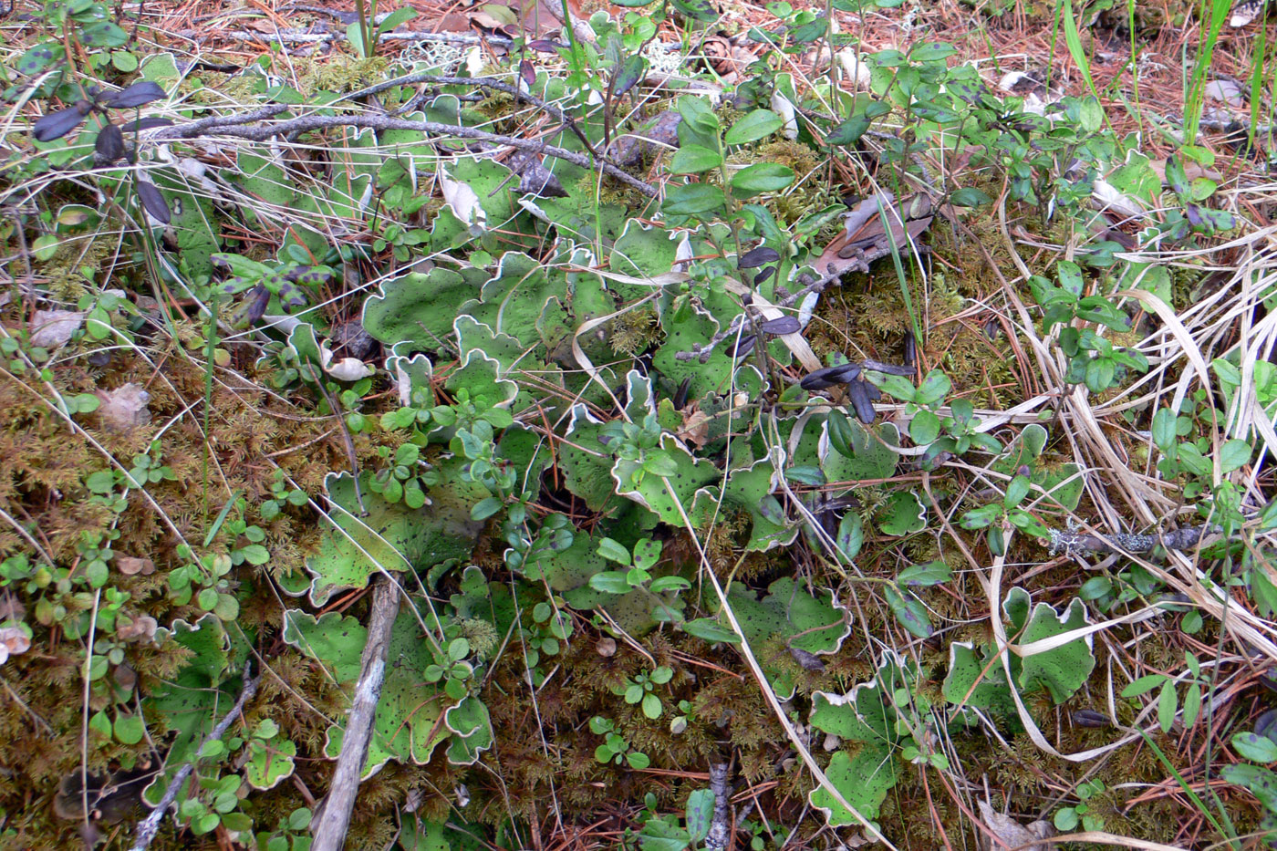 Изображение особи Peltigera leucophlebia.