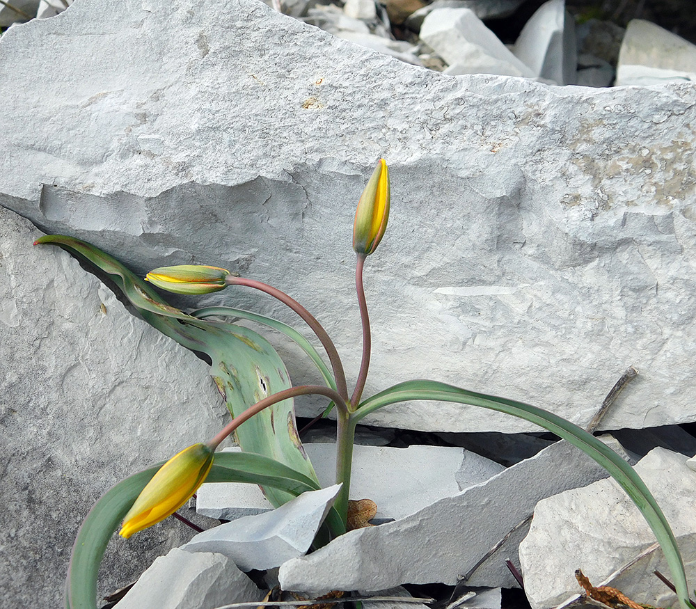 Image of Tulipa australis specimen.