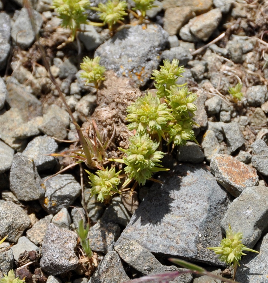 Image of Scleranthus verticillatus specimen.