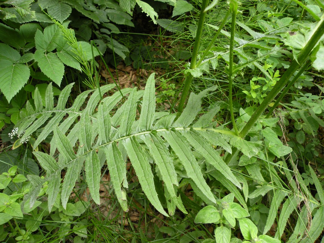 Image of Cirsium erisithales specimen.